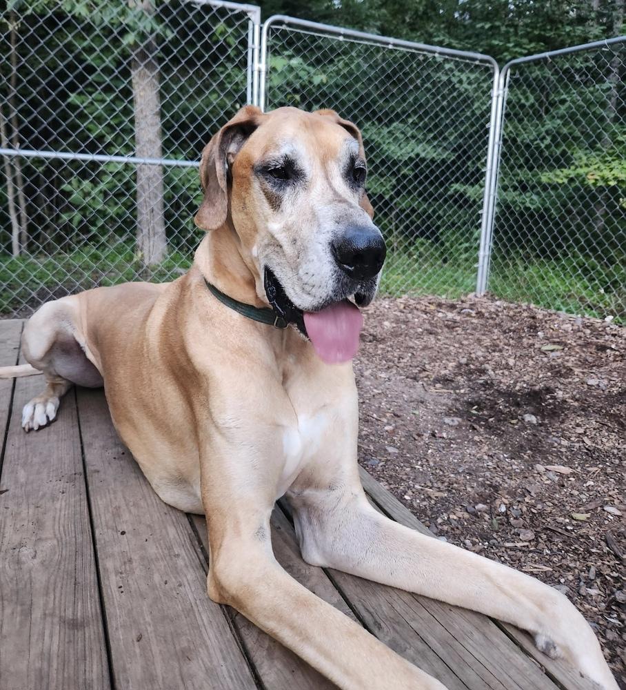 Enlarge Meeko (21-032), a Adoptable Great Dane in Eagan, MN image 2/6