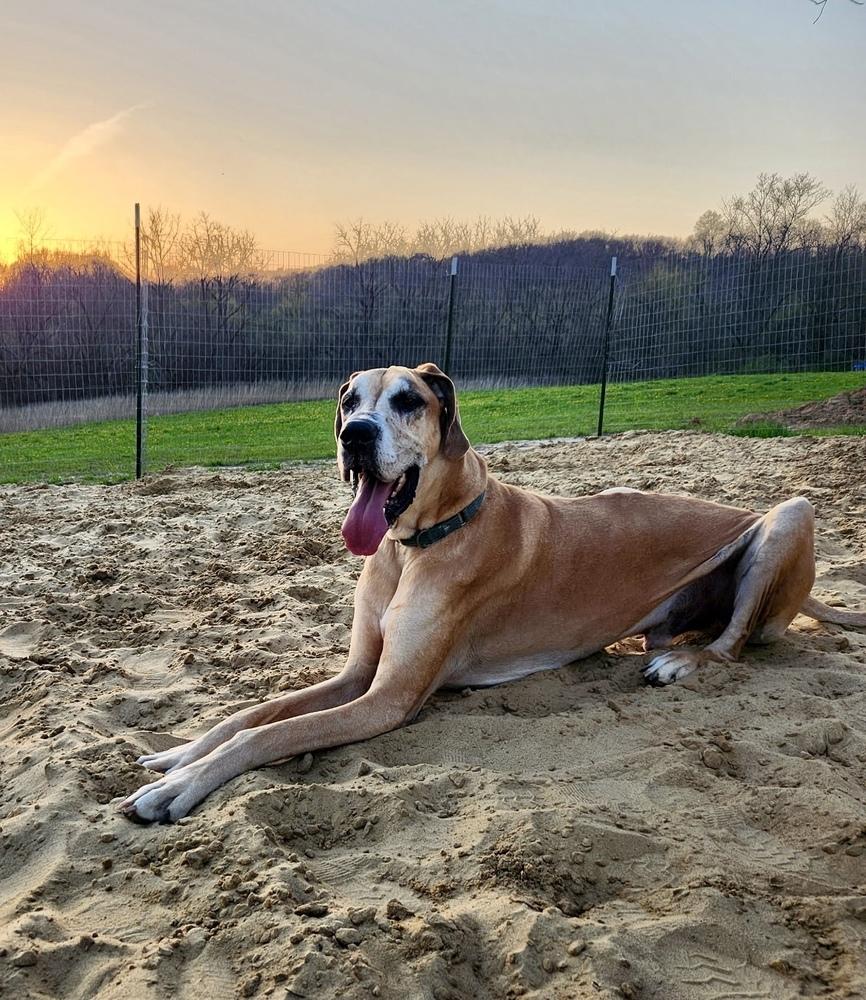 Enlarge Meeko (21-032), a Adoptable Great Dane in Eagan, MN image 3/6