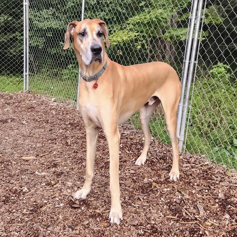 Enlarge Meeko (21-032), a Adoptable Great Dane in Eagan, MN image 4/6