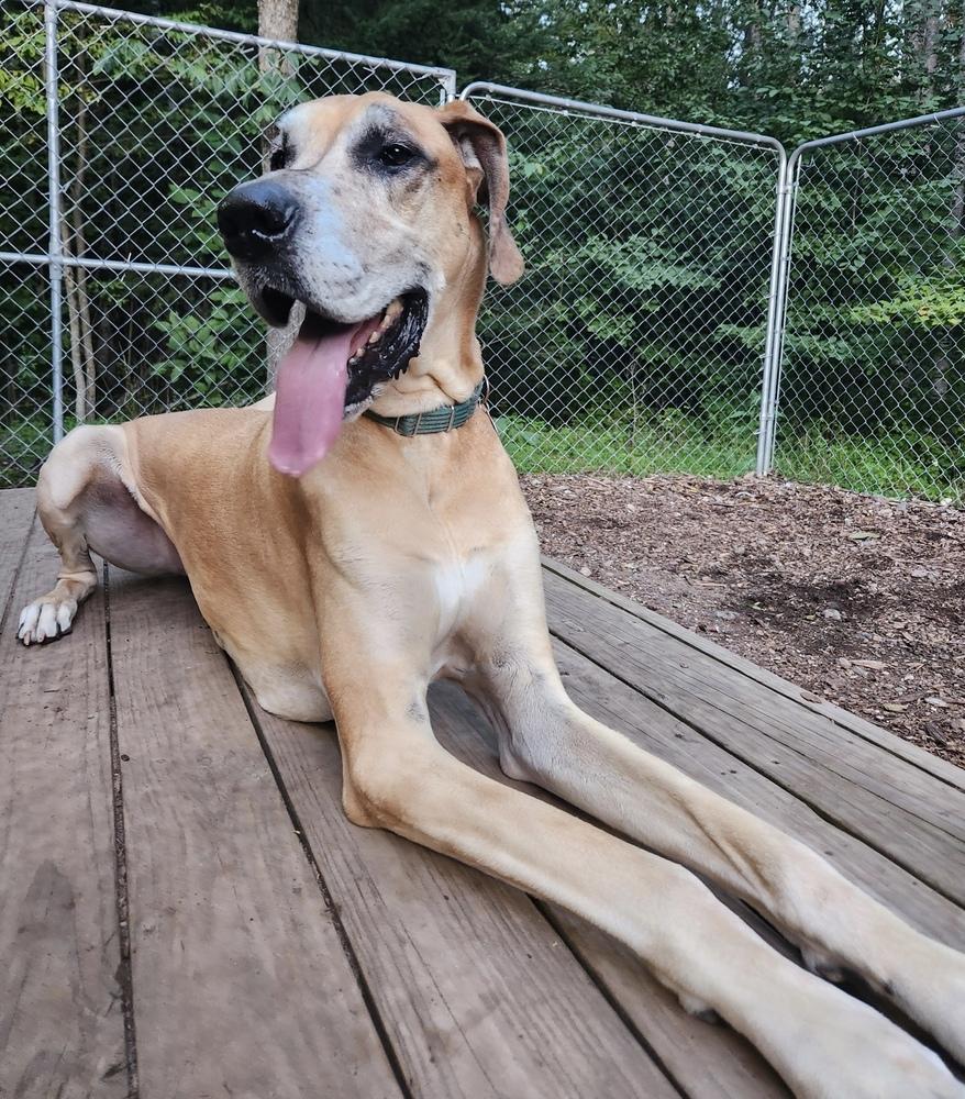 Enlarge Meeko (21-032), a Adoptable Great Dane in Eagan, MN image 5/6