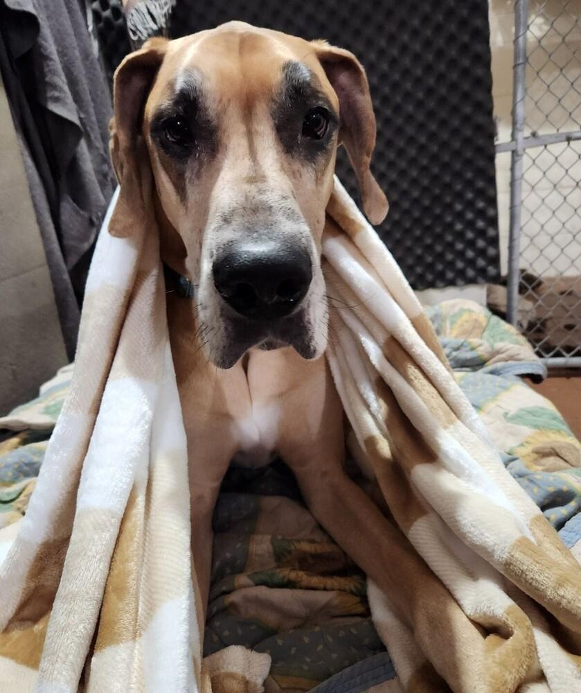 Enlarge Meeko (21-032), a Adoptable Great Dane in Eagan, MN image 6/6