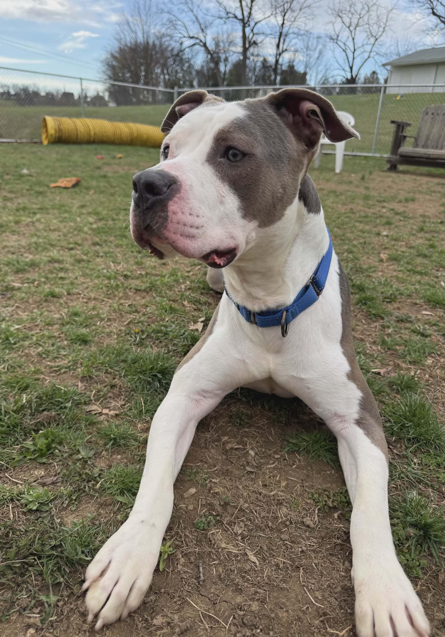 Rhino, ADOPTABLE, Adult Male Terrier.