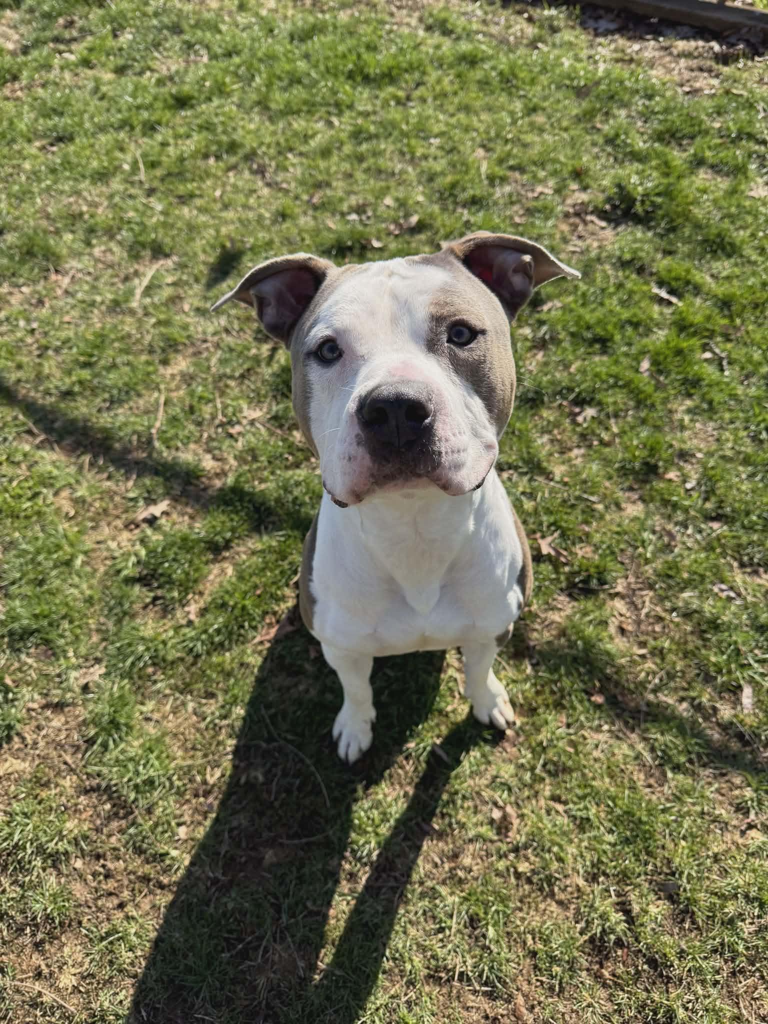 Rhino, a ADOPTABLE mixed breed in Chambersburg, PA image 4/4