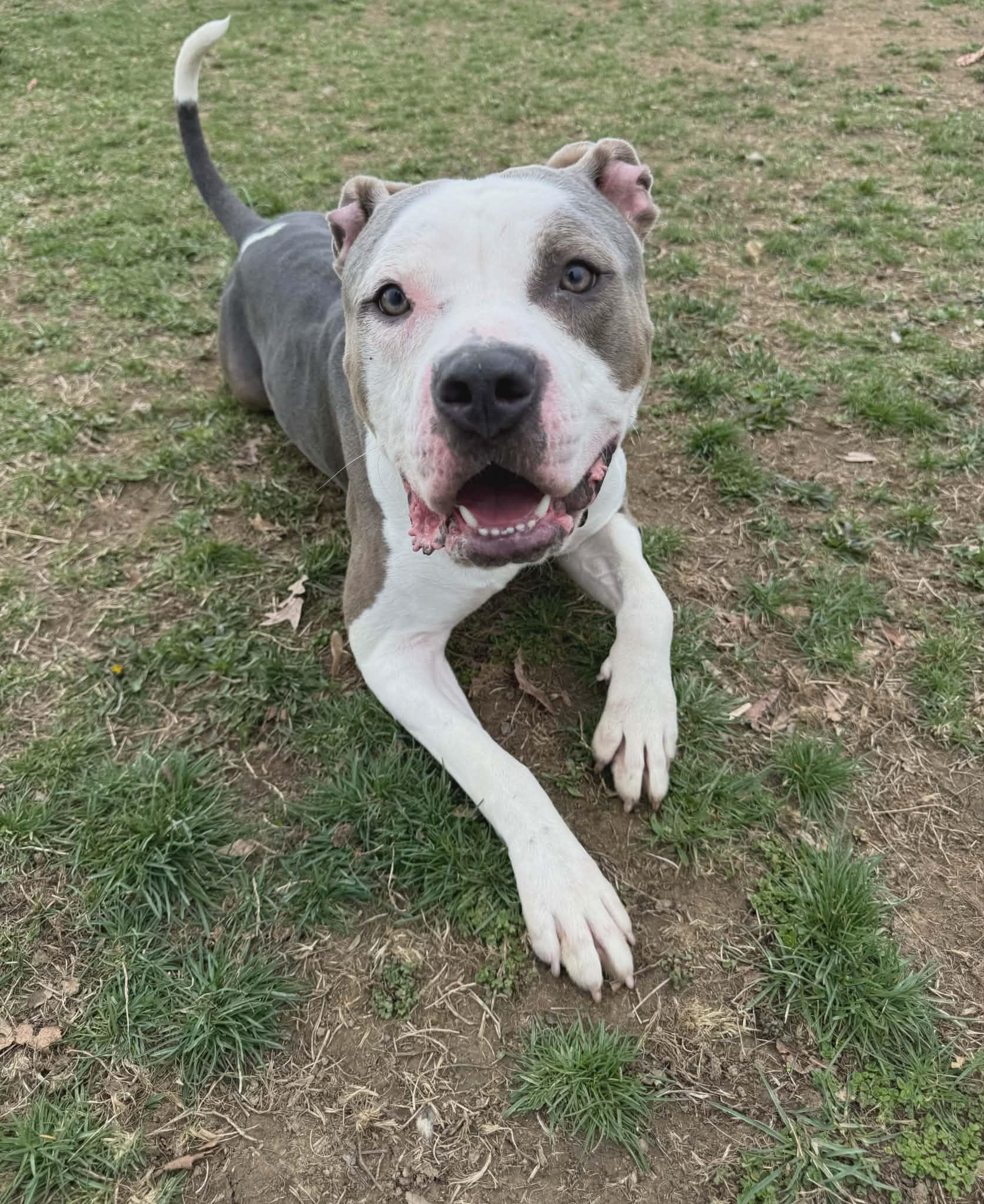 Rhino, a ADOPTABLE mixed breed in Chambersburg, PA image 2/4