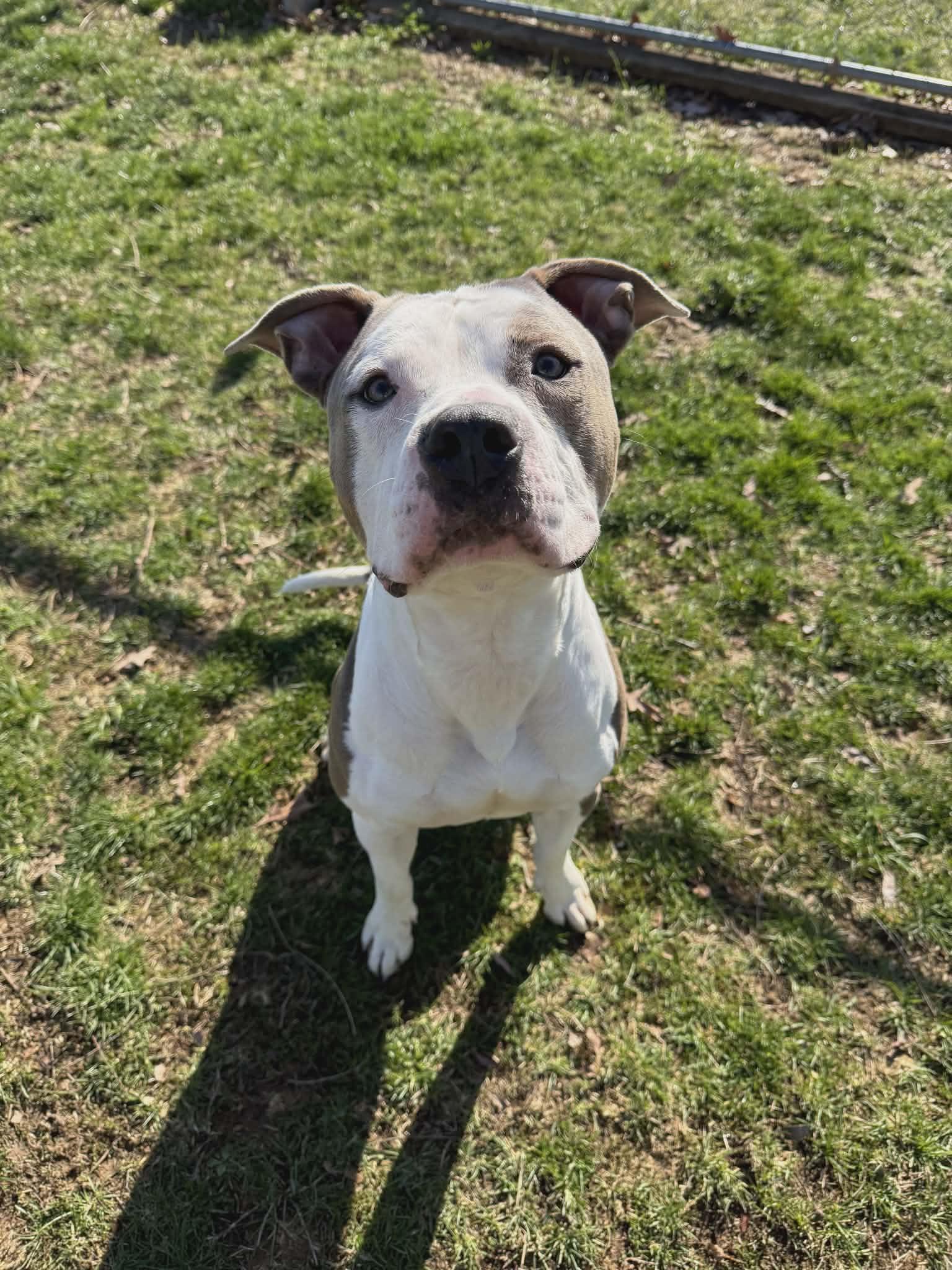 Rhino, a ADOPTABLE mixed breed in Chambersburg, PA image 3/4