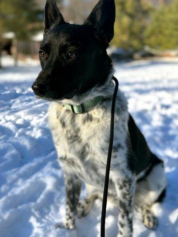 Enlarge Banjo, a Adoptable mixed breed in Bedford Hills, NY image 1/3