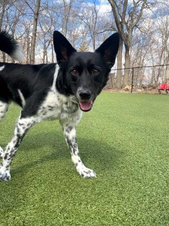 Enlarge Banjo, a Adoptable mixed breed in Bedford Hills, NY image 2/3