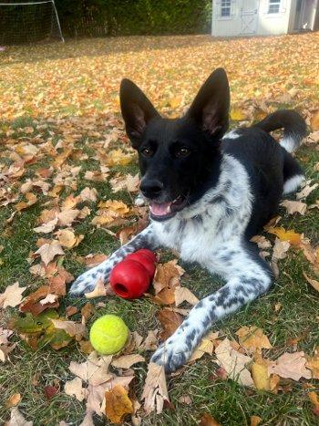 Enlarge Banjo, a Adoptable mixed breed in Bedford Hills, NY image 3/3