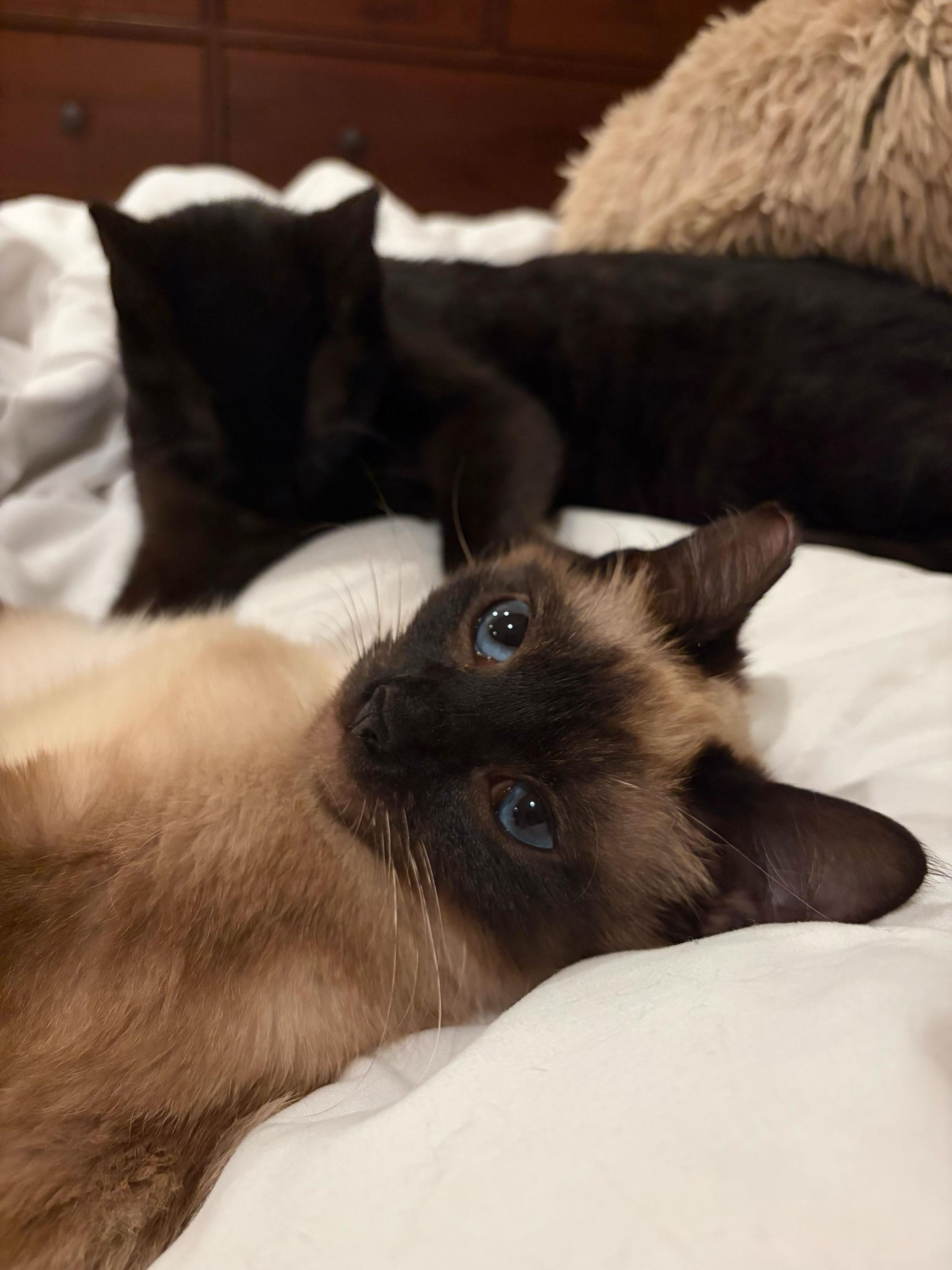 Enlarge Little Miss and Jenny, an adopted Domestic Short Hair in Seattle, WA image 2/6