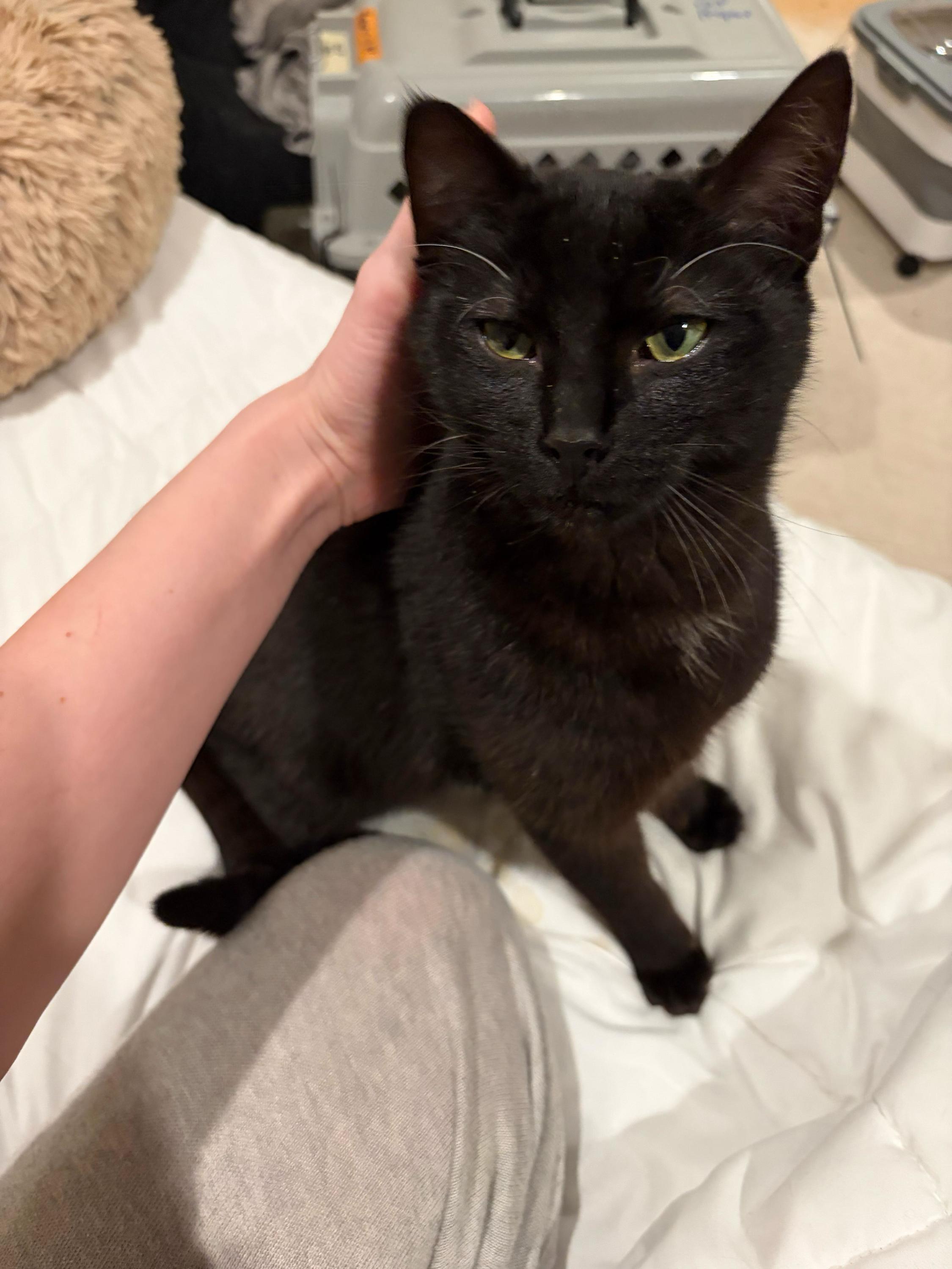 Enlarge Little Miss and Jenny, an adopted Domestic Short Hair in Seattle, WA image 5/6