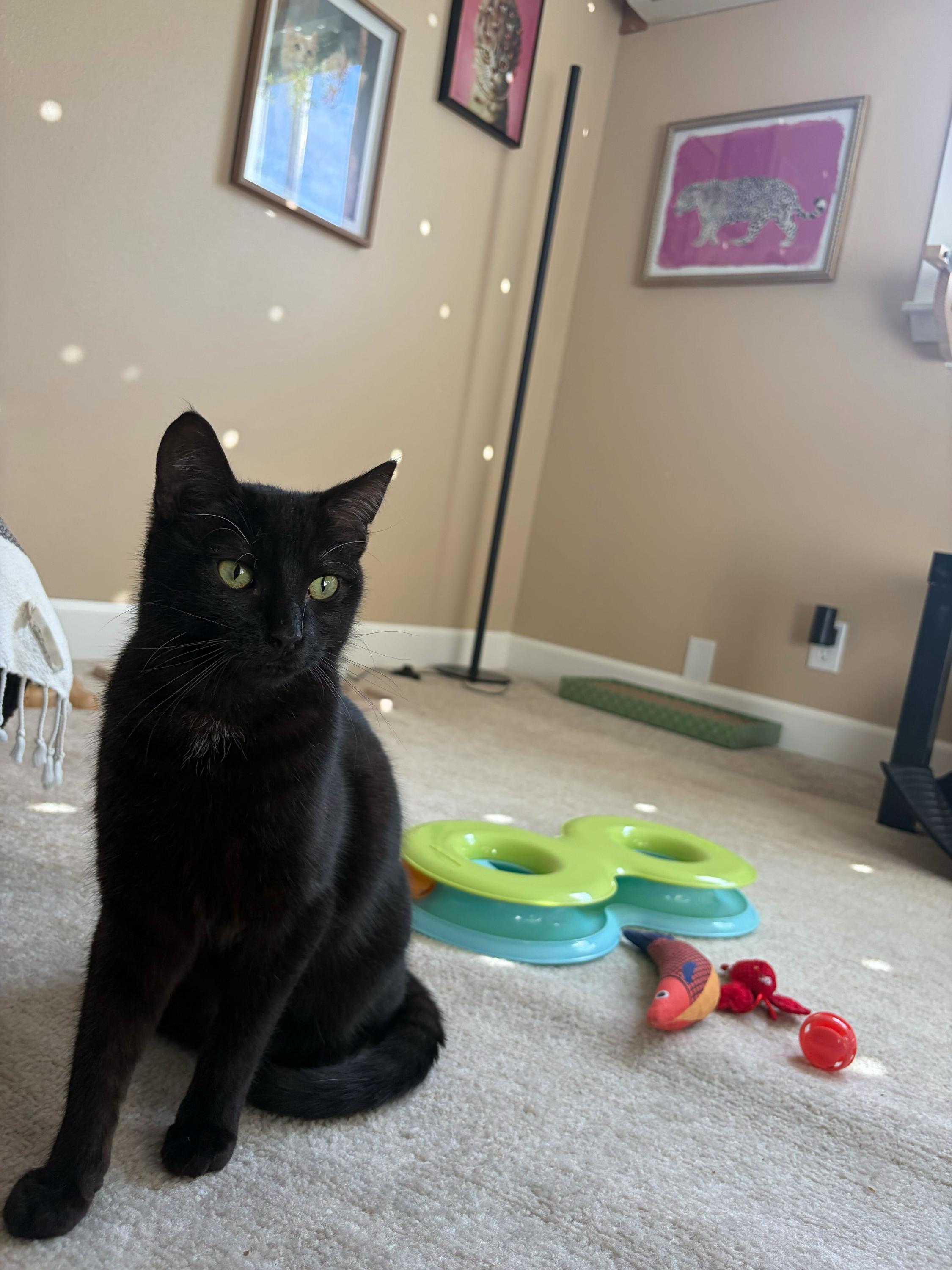 Enlarge Little Miss and Jenny, an adopted Domestic Short Hair in Seattle, WA image 3/6