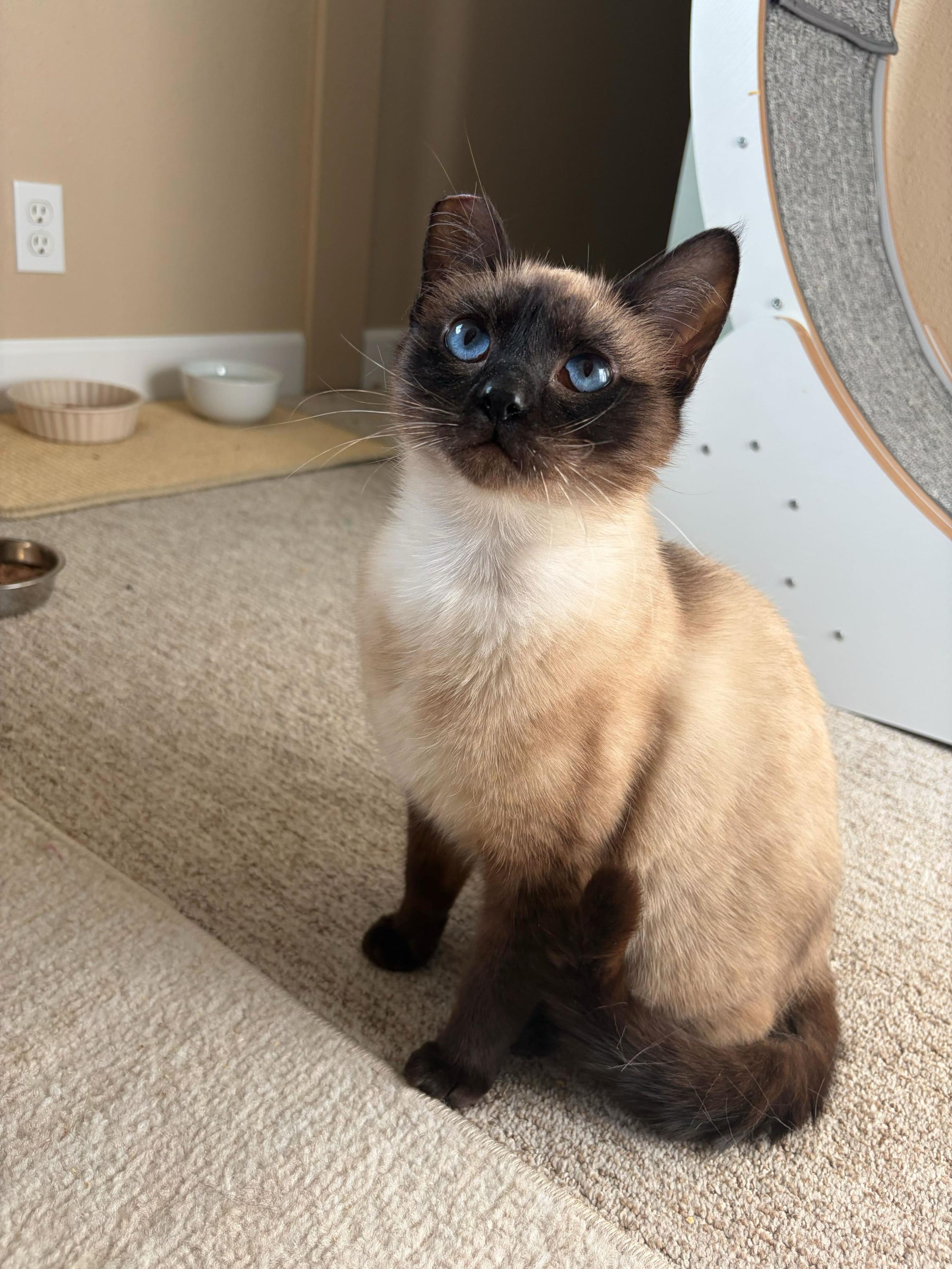 Enlarge Little Miss and Jenny, an adopted Domestic Short Hair in Seattle, WA image 4/6