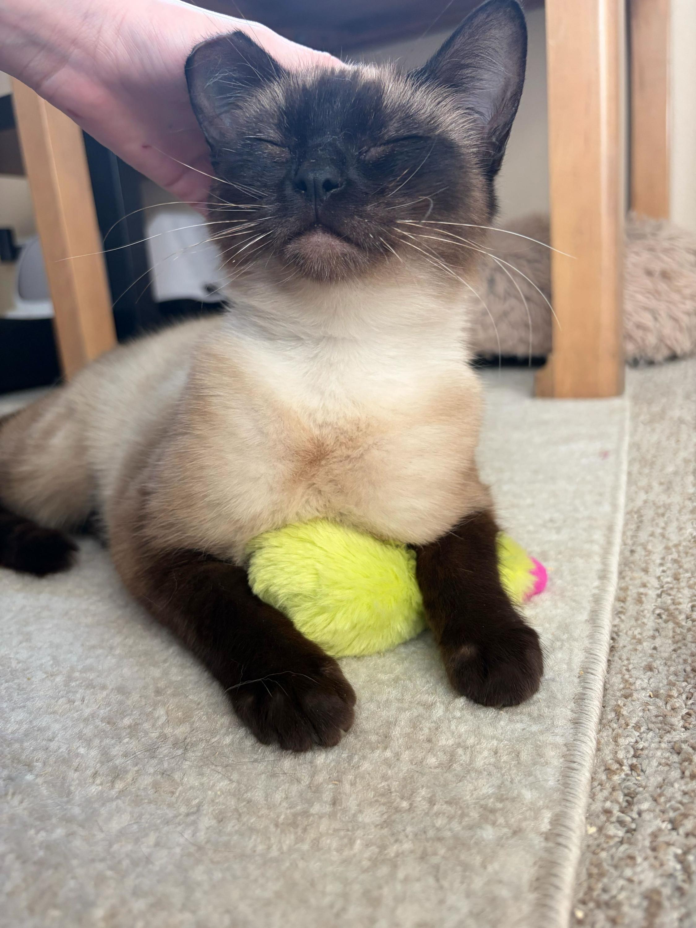 Enlarge Little Miss and Jenny, an adopted Domestic Short Hair in Seattle, WA image 6/6