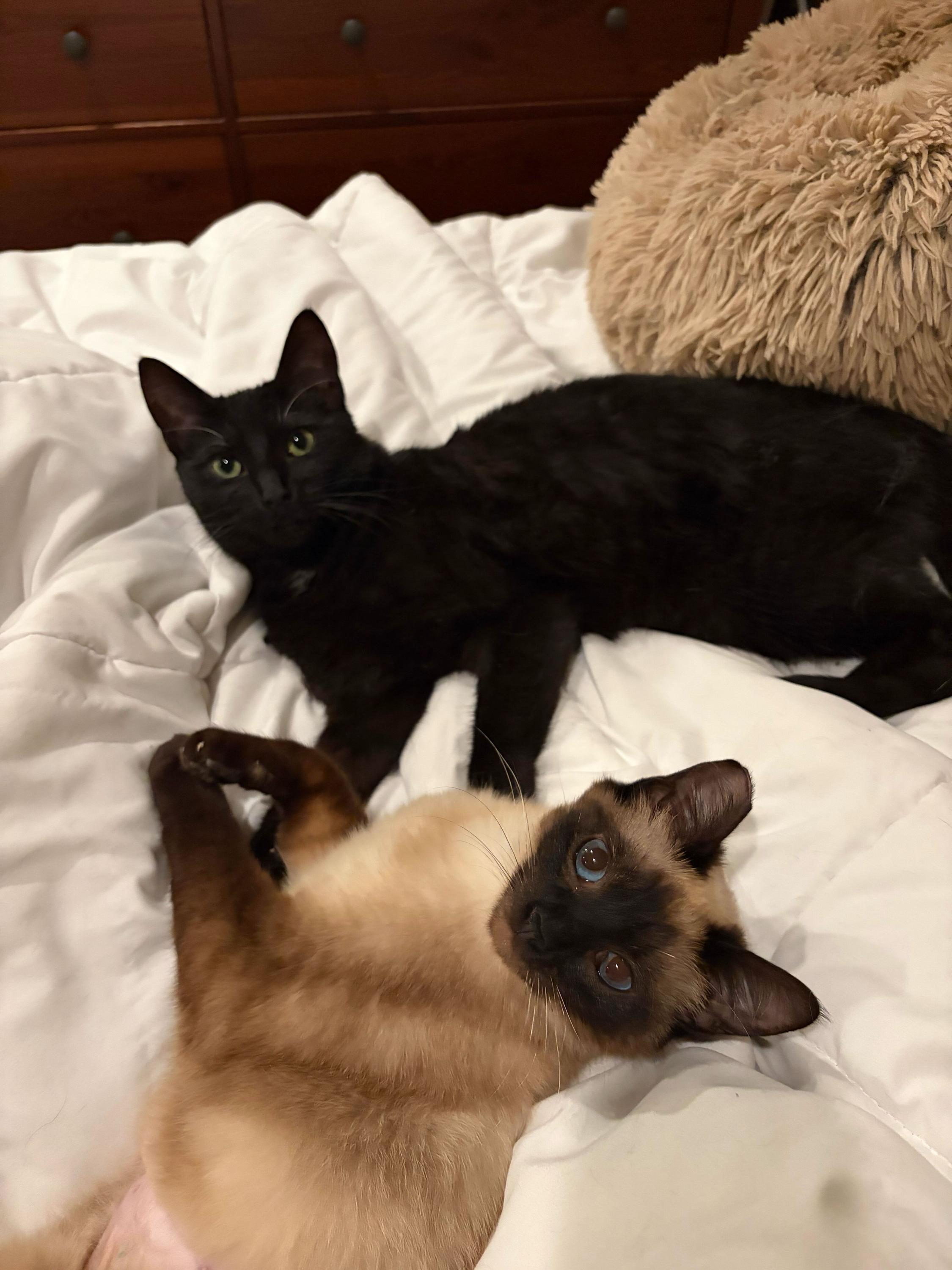 Little Miss and Jenny, adopted, Young Female Domestic Short Hair.