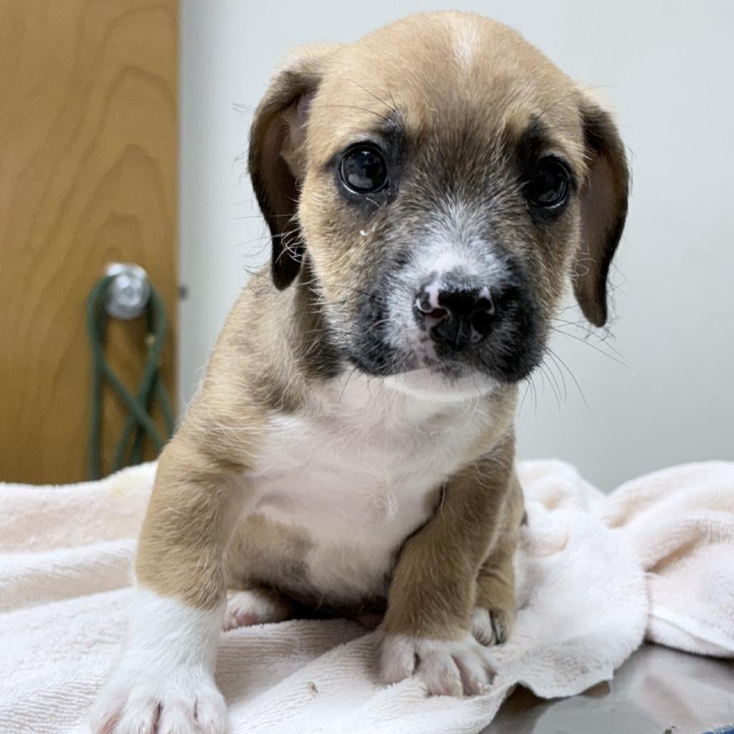 Rocky, Adopted, Puppy Male French Bulldog & Dachshund.