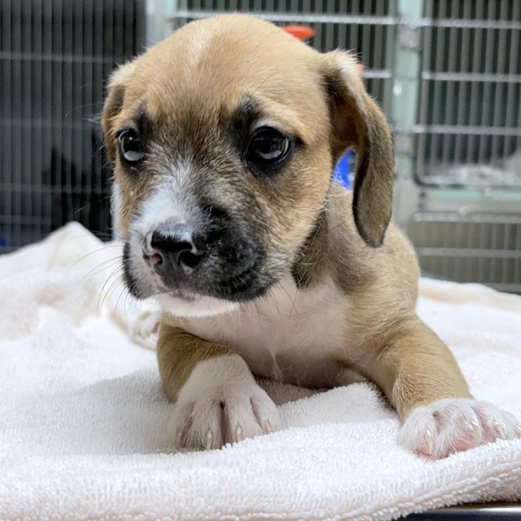Enlarge Rocky, a Adopted mixed breed in Tyler, TX image 2/2