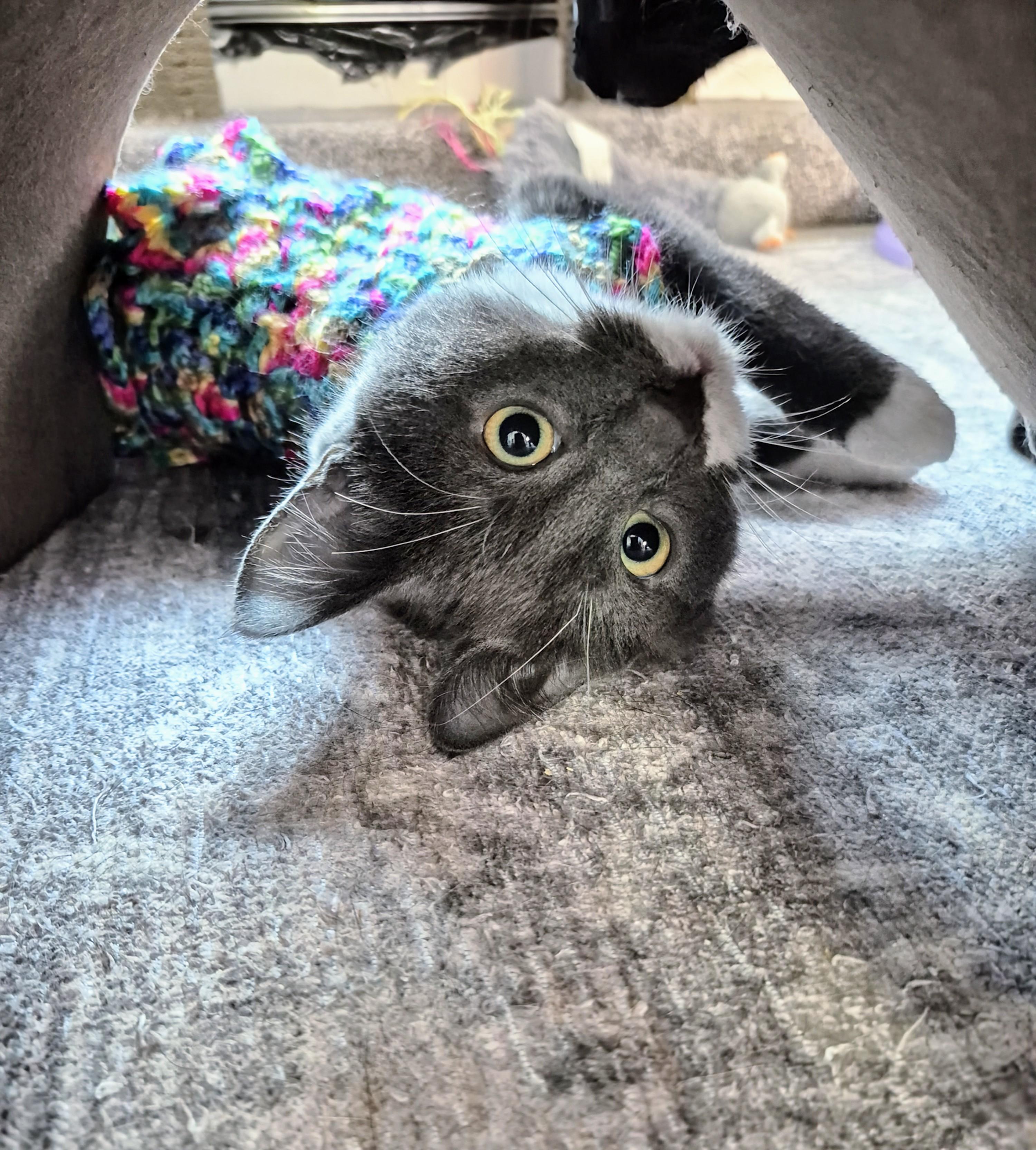 Enlarge Costello , a ADOPTABLE Domestic Short Hair in Winnipeg, MB image 2/6