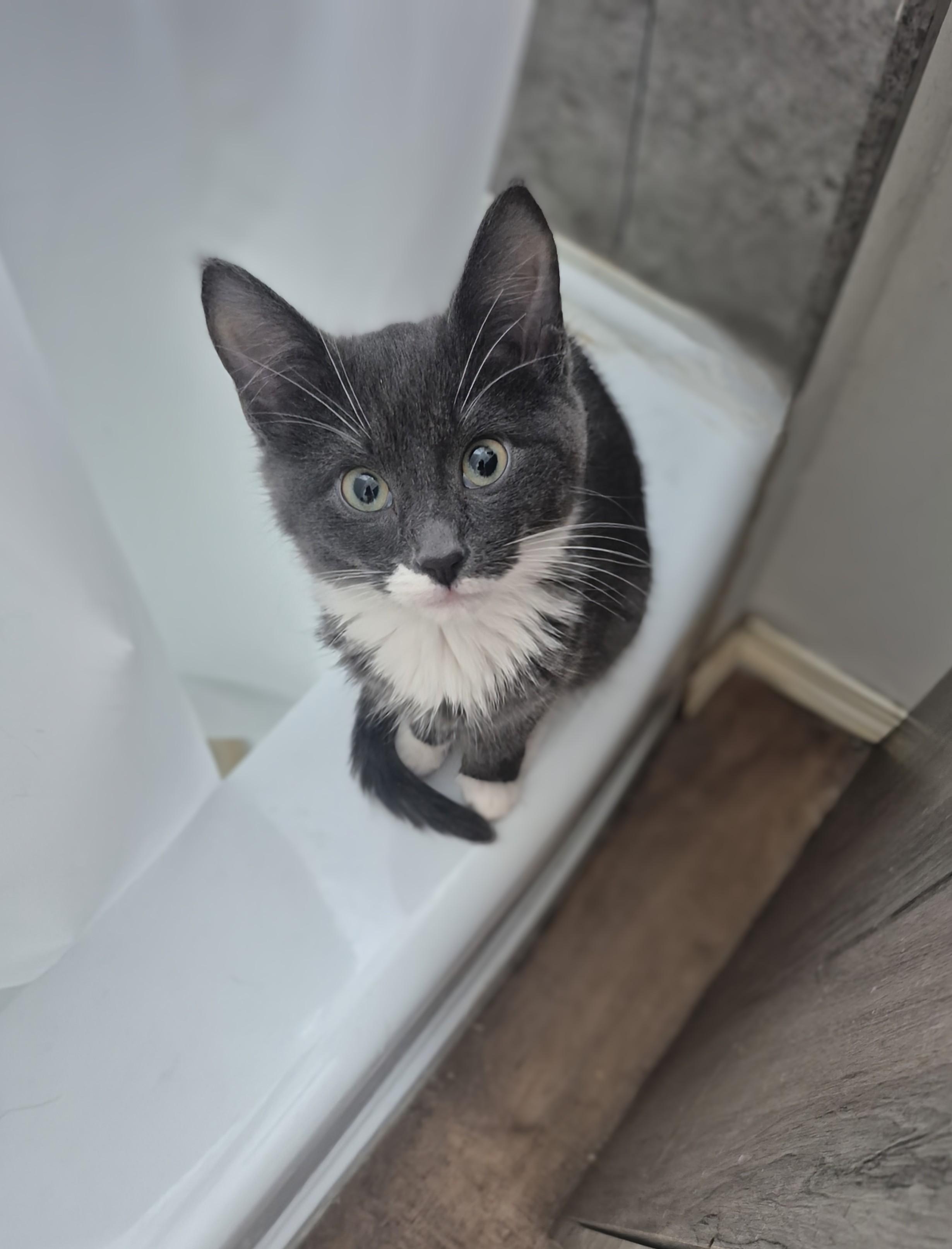 Costello , ADOPTABLE, Kitten Male Domestic Short Hair.