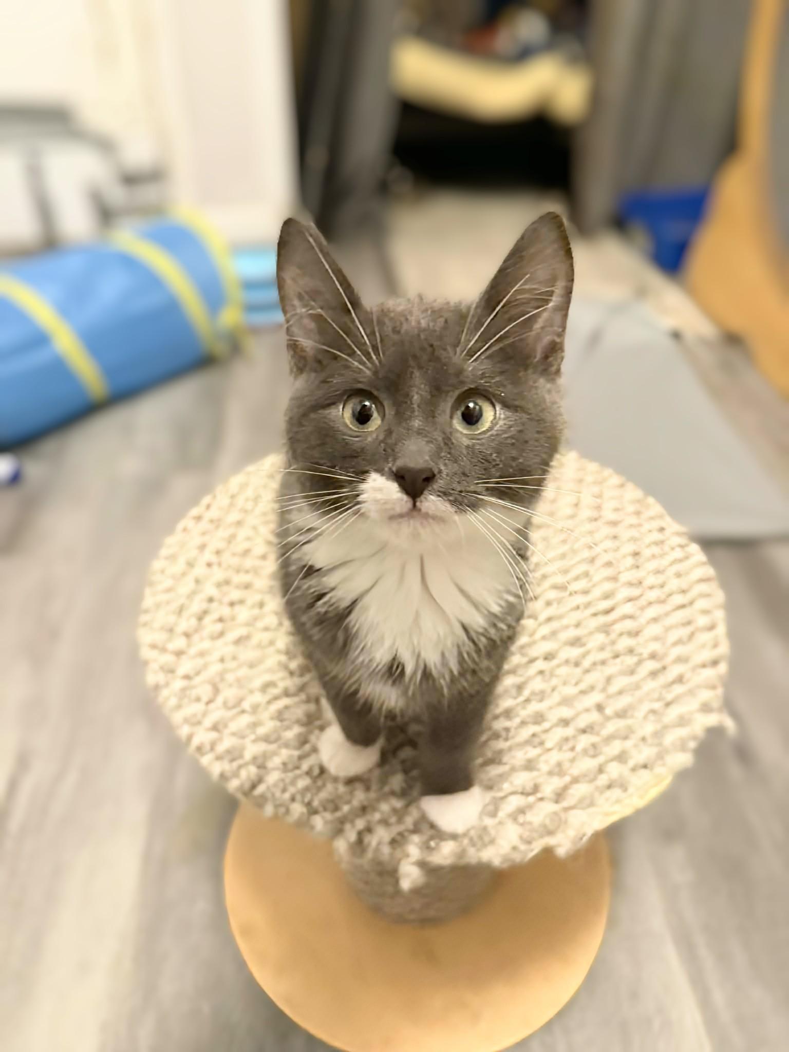 Enlarge Costello , a ADOPTABLE Domestic Short Hair in Winnipeg, MB image 4/6