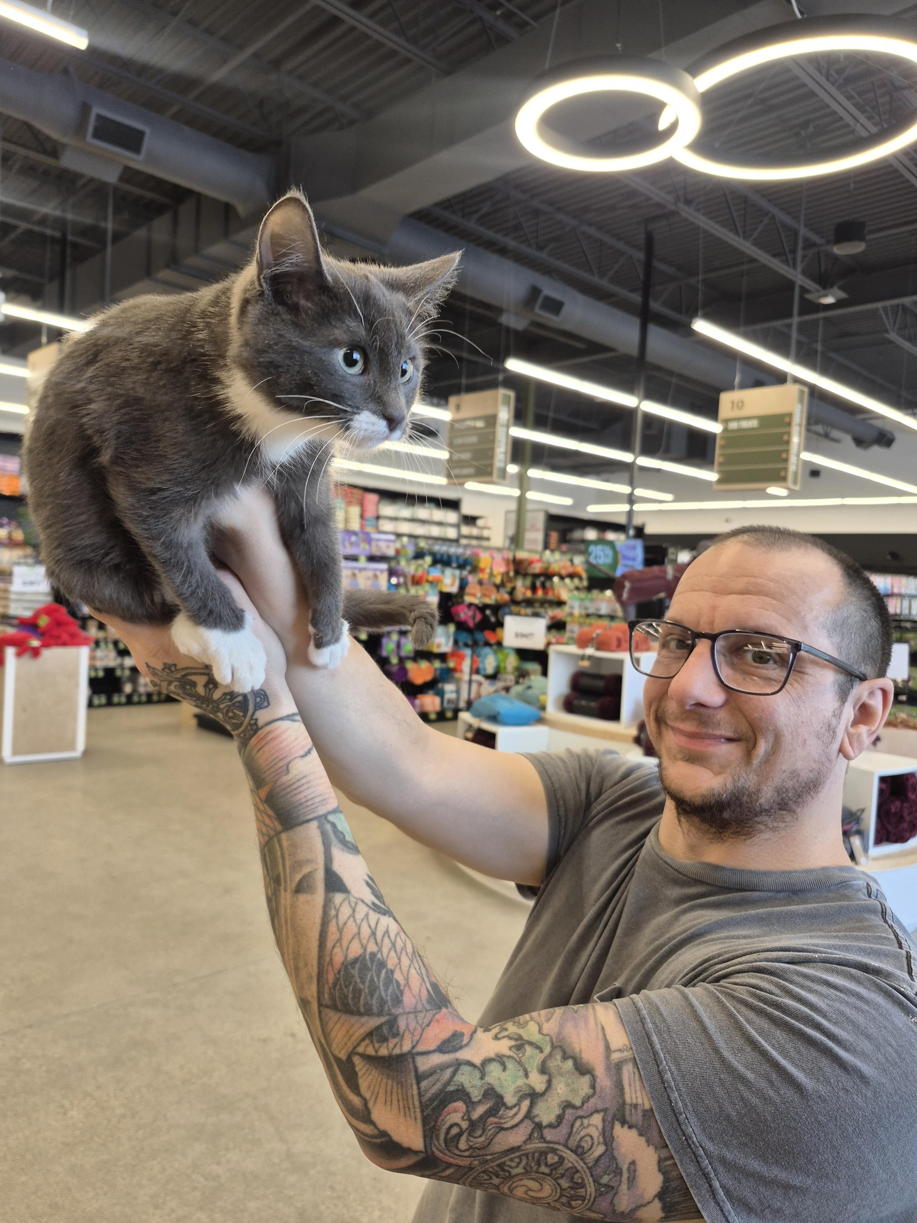 Enlarge Costello , a ADOPTABLE Domestic Short Hair in Winnipeg, MB image 6/6