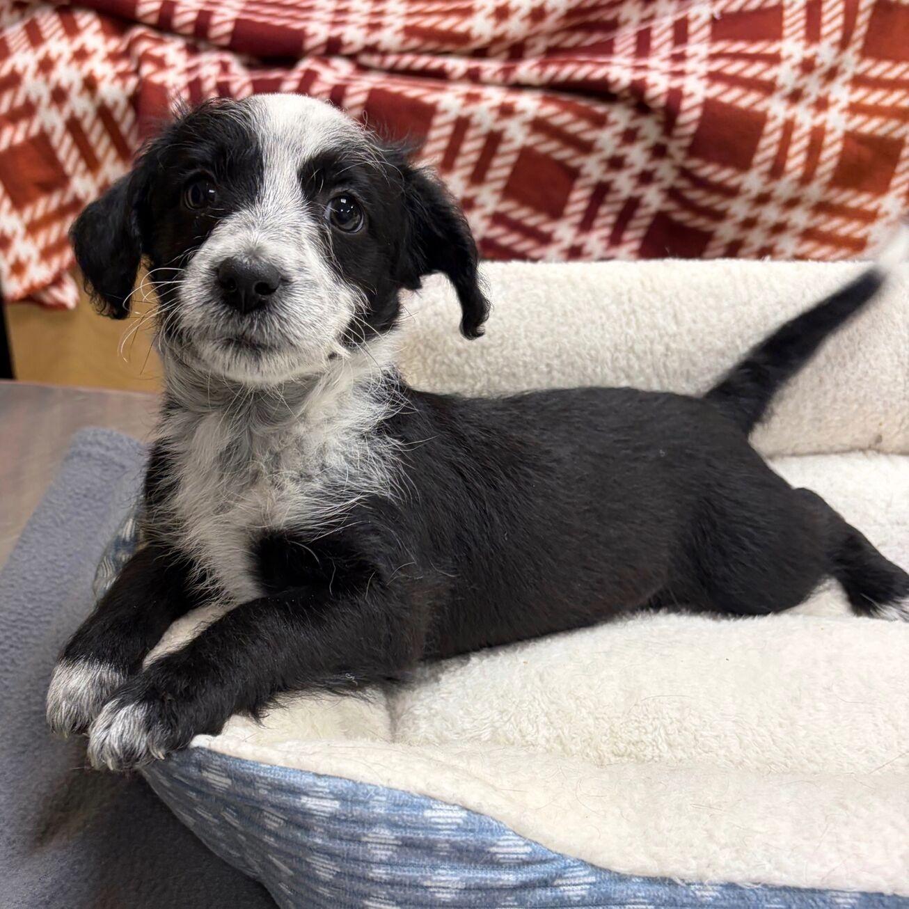 Jessica Day, Adopted, Puppy Female Miniature Poodle & Dachshund.