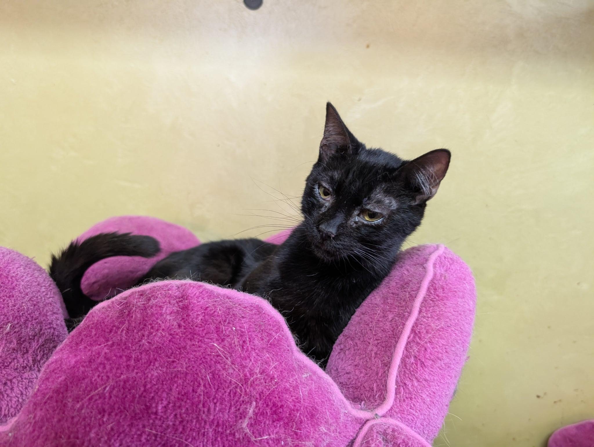 Red Bull, a Adoptable Domestic Short Hair in Barrington Hills, IL image 1/3