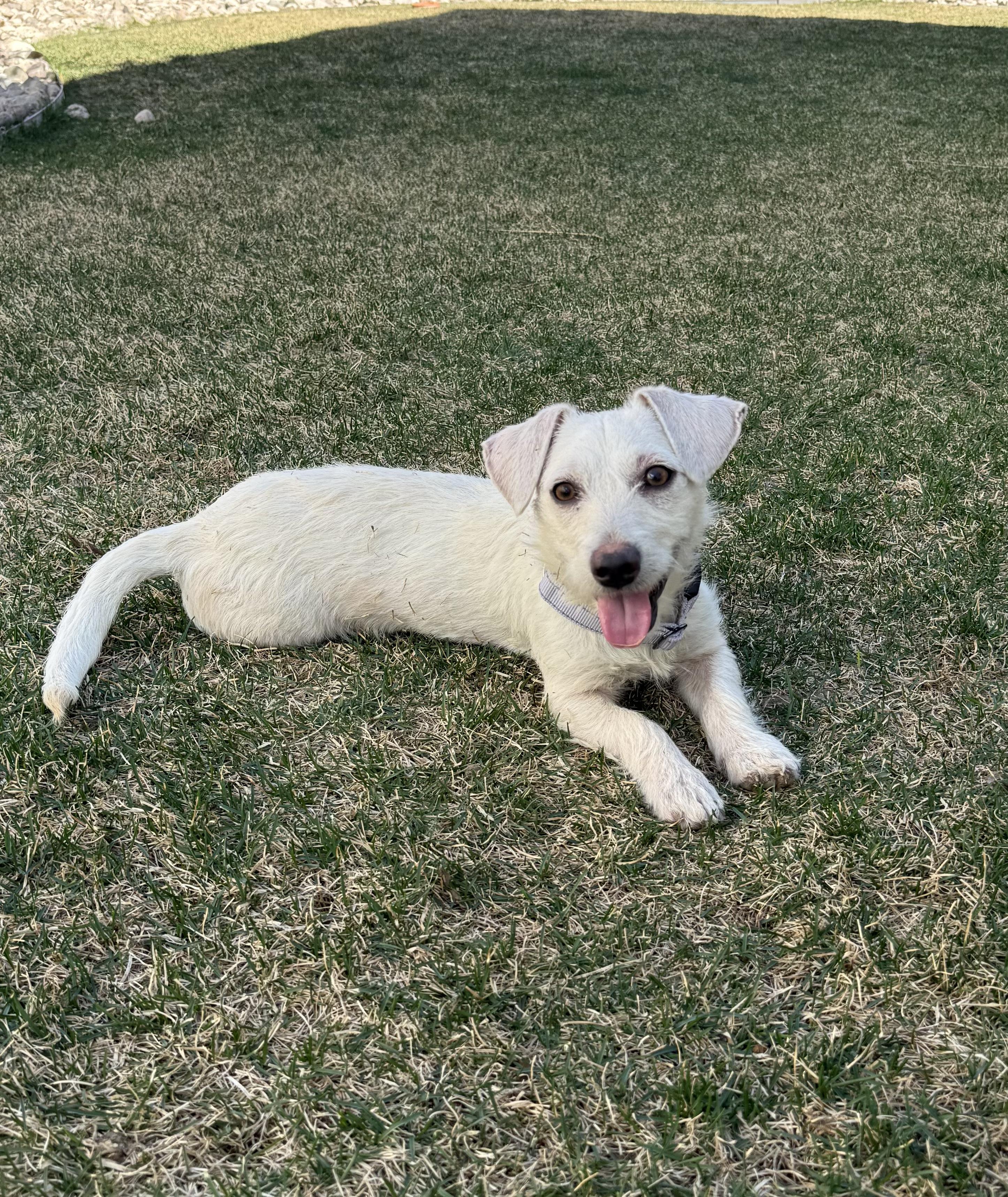 Enlarge Kami, an adopted mixed breed in Fort Collins, CO image 6/6