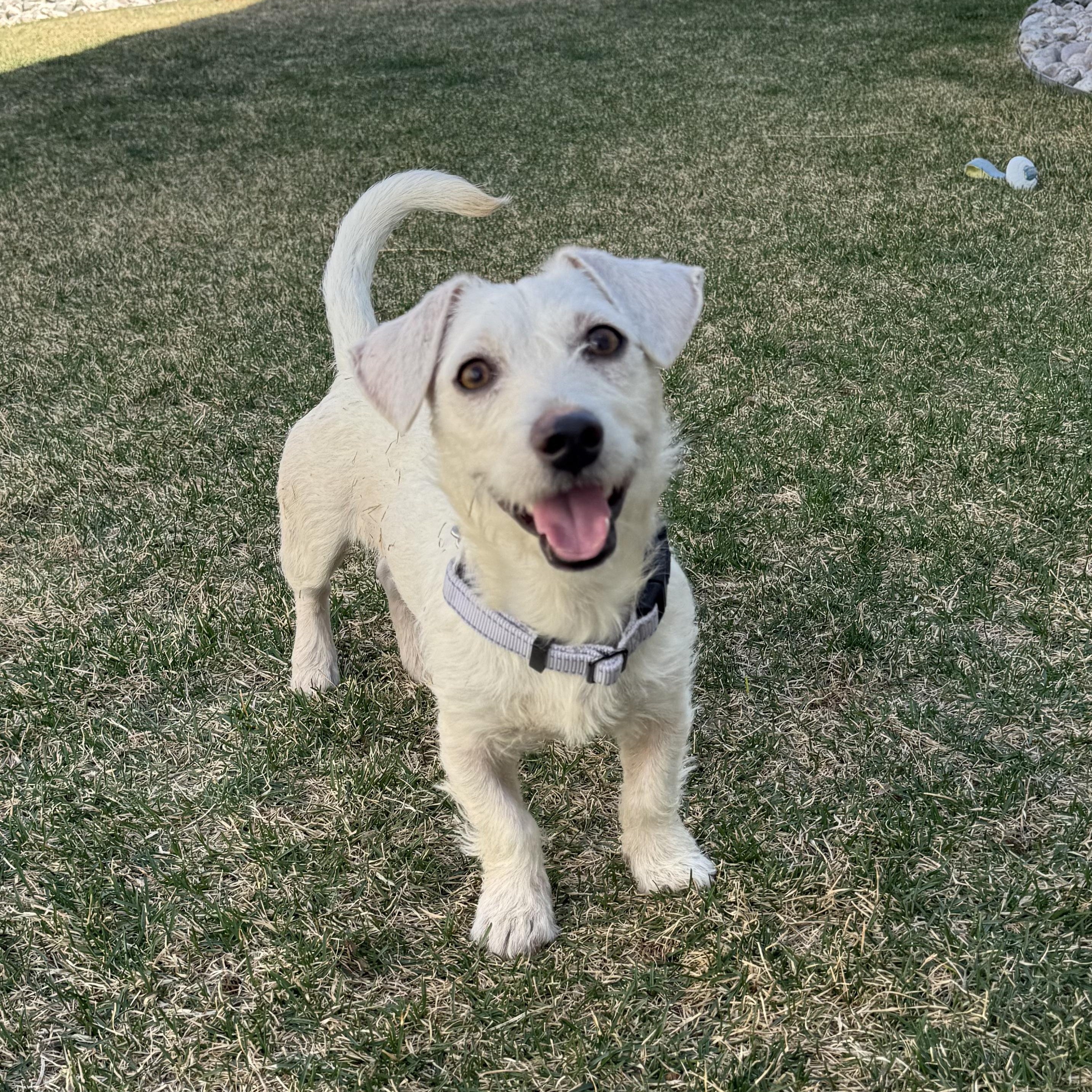 Enlarge Kami, an adopted mixed breed in Fort Collins, CO image 1/6