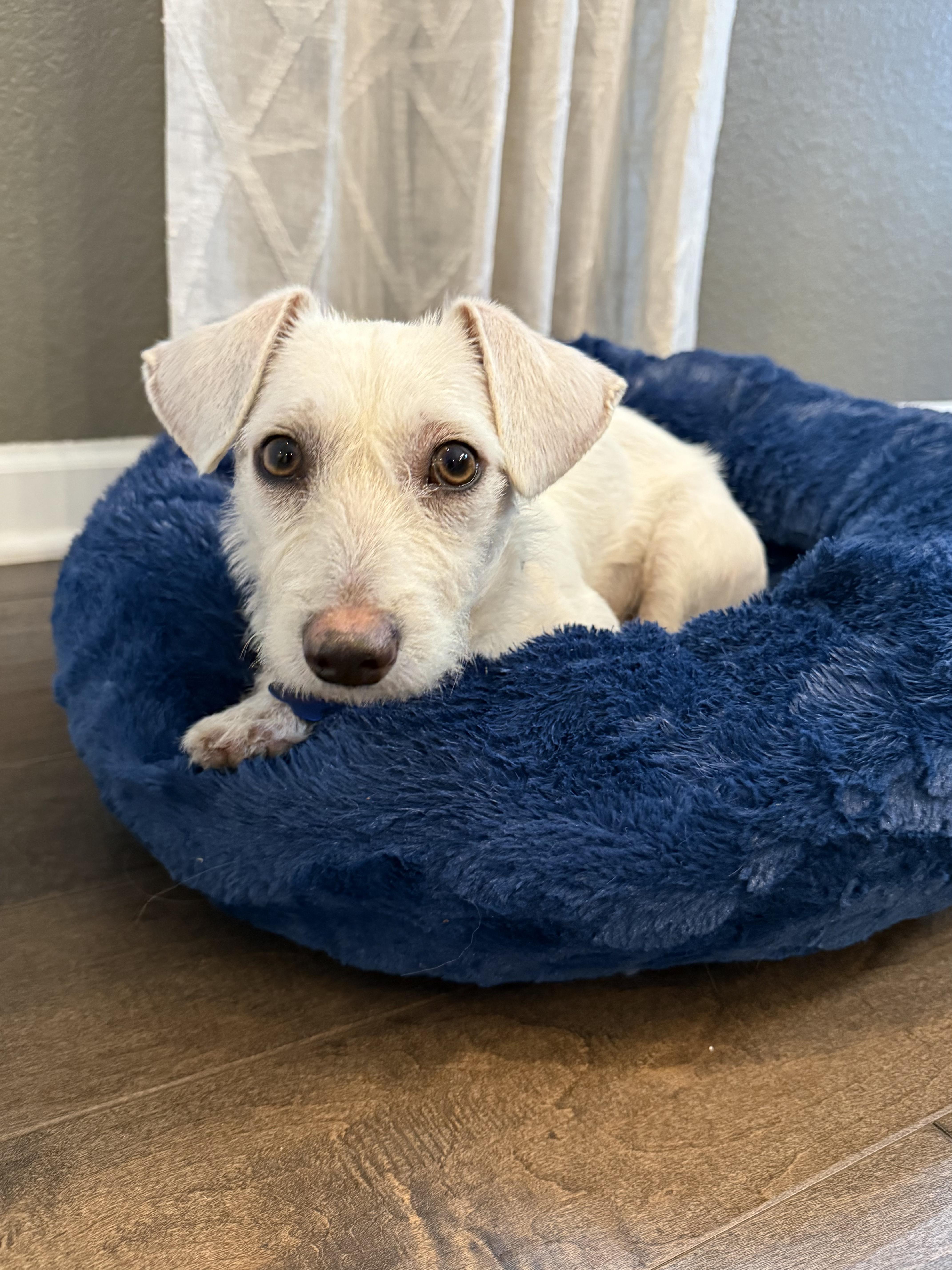 Enlarge Kami, an adopted mixed breed in Fort Collins, CO image 3/6