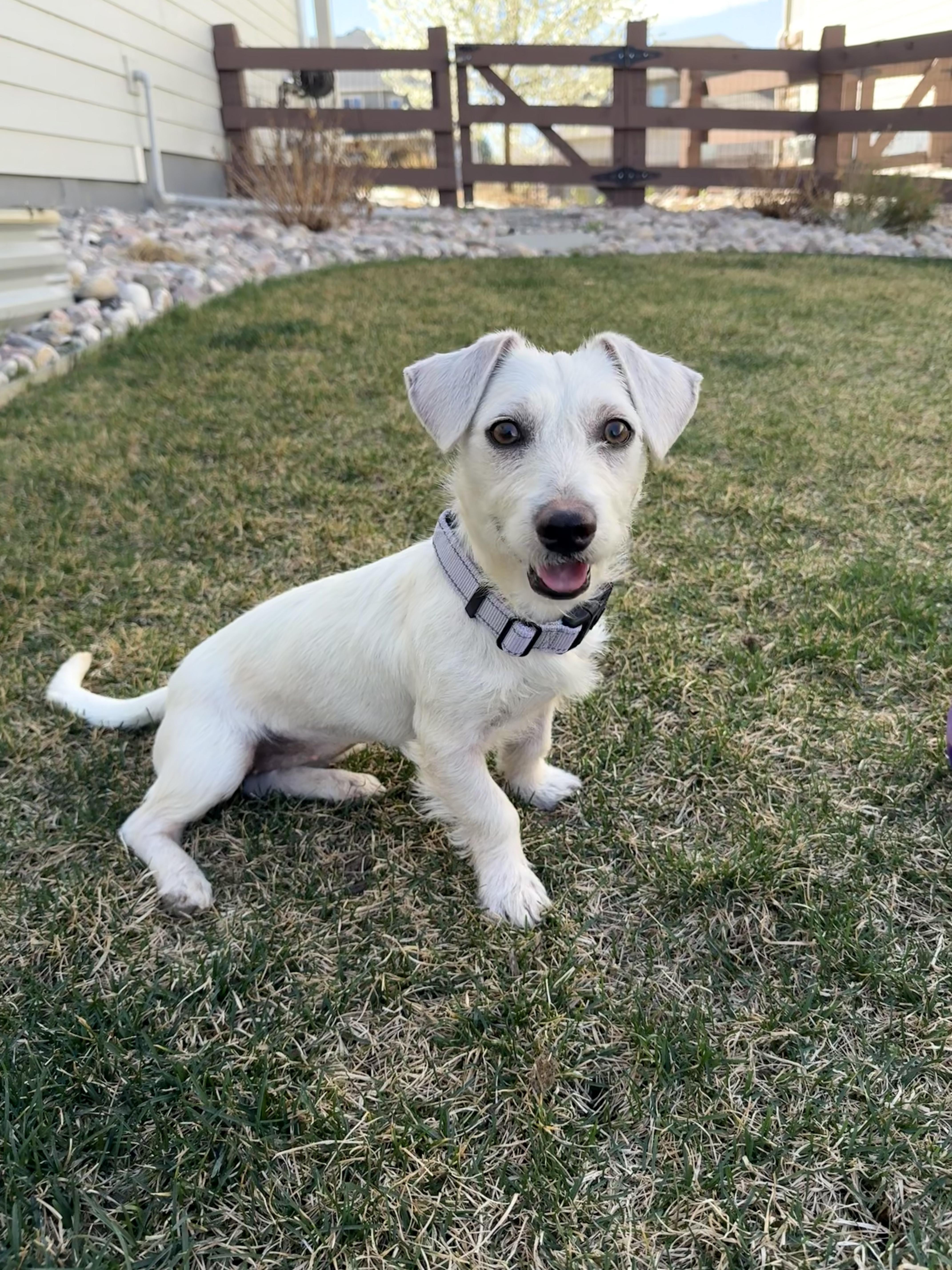 Enlarge Kami, an adopted mixed breed in Fort Collins, CO image 5/6