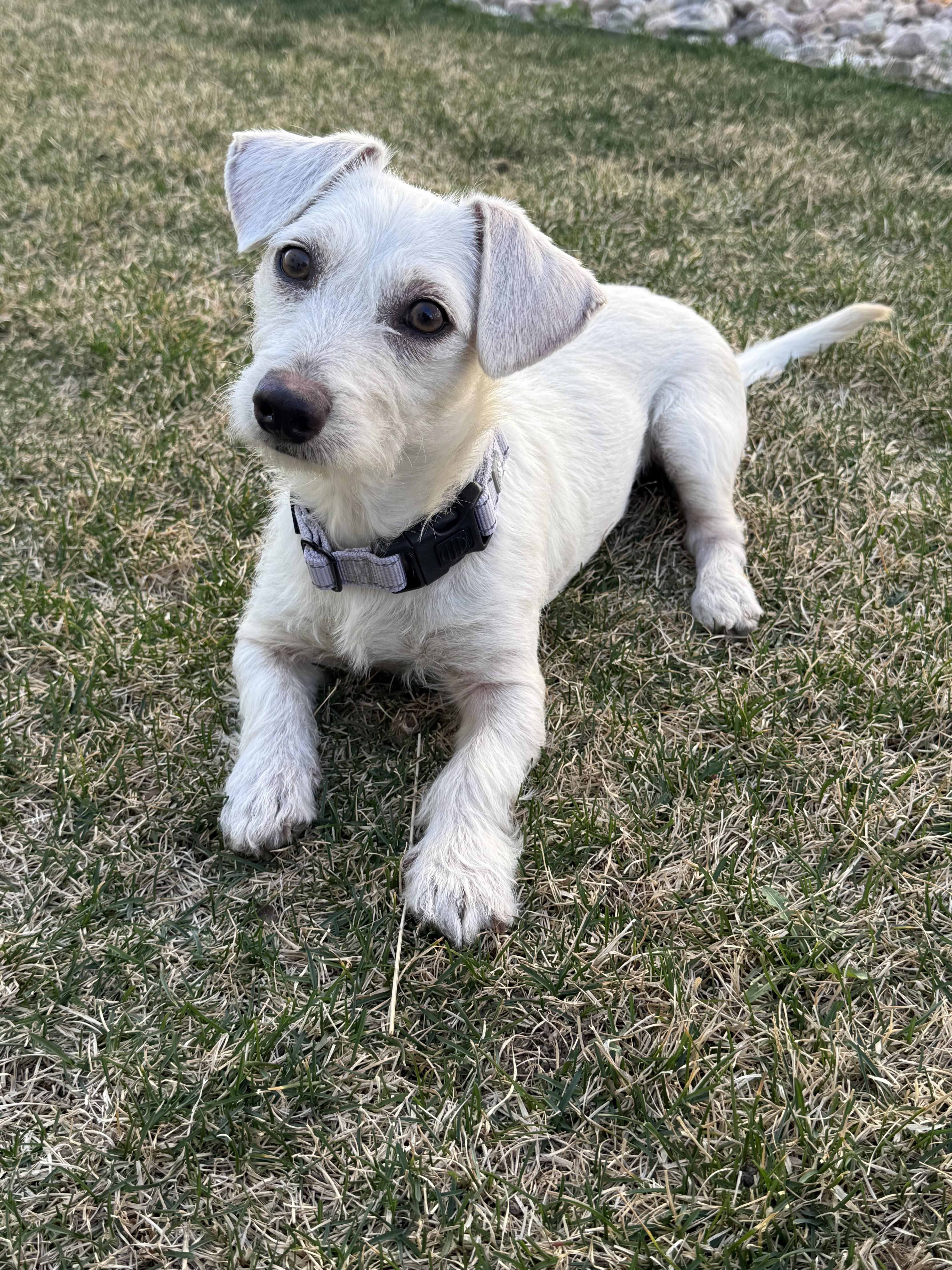 Enlarge Kami, an adopted mixed breed in Fort Collins, CO image 4/6