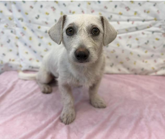 Enlarge Kami, an adopted mixed breed in Fort Collins, CO image 2/6