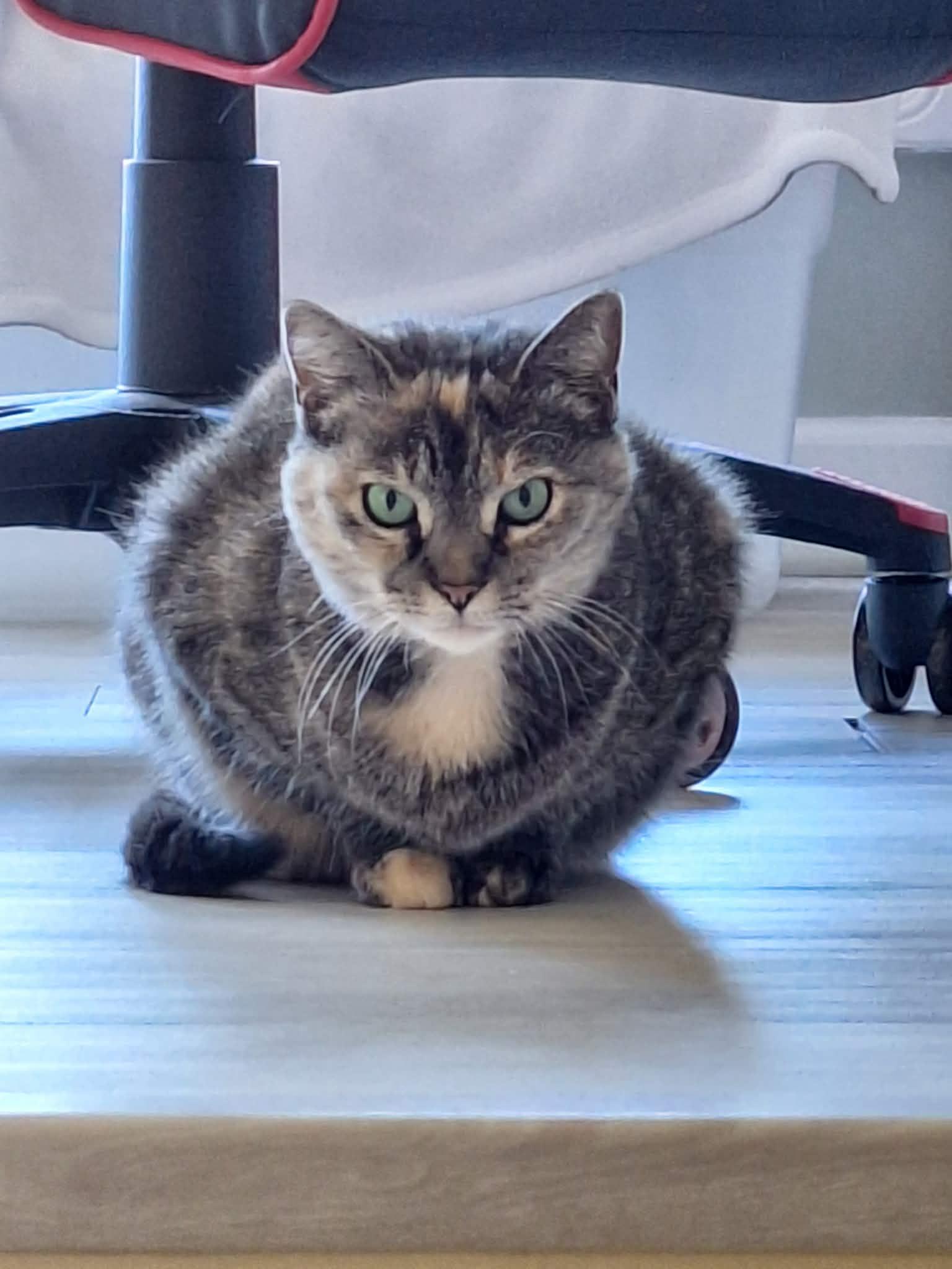 Enlarge Daisy , a ADOPTABLE Calico in Granite Falls, NC image 5/6