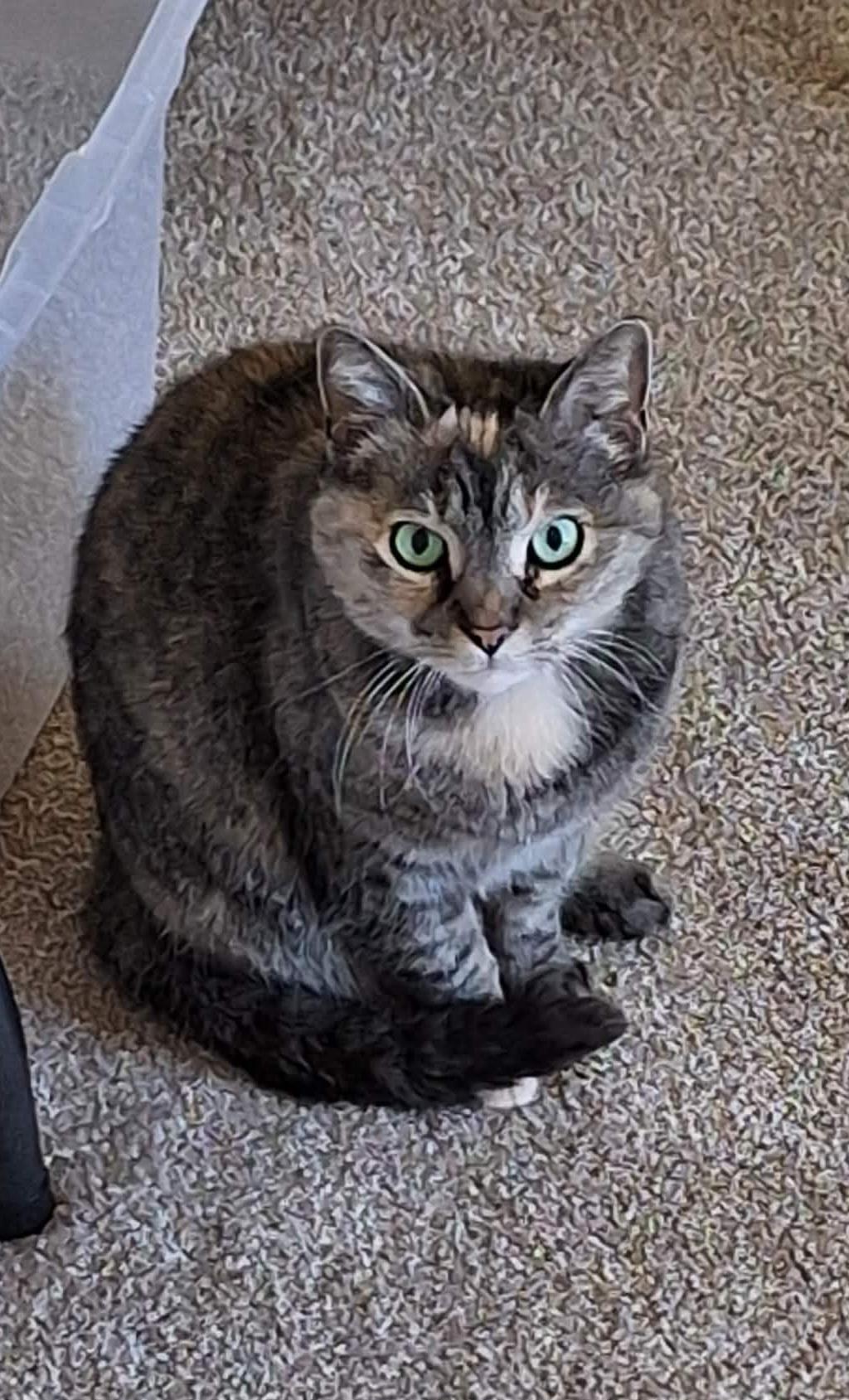 Enlarge Daisy , a ADOPTABLE Calico in Granite Falls, NC image 2/6