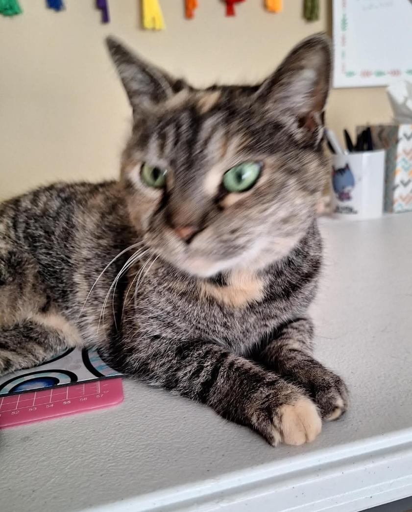 Enlarge Daisy , a ADOPTABLE Calico in Granite Falls, NC image 3/6