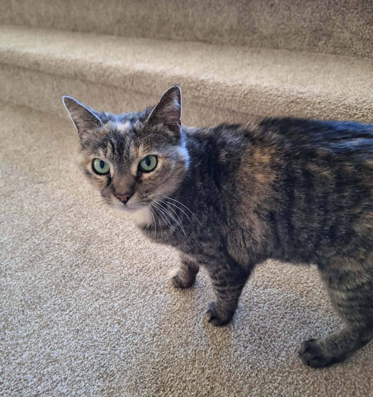 Daisy , ADOPTABLE, Adult Female Calico.