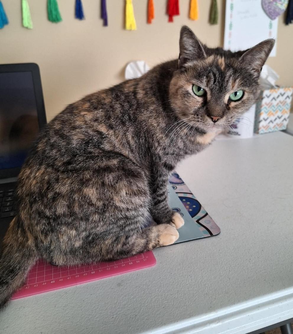 Enlarge Daisy , a ADOPTABLE Calico in Granite Falls, NC image 4/6