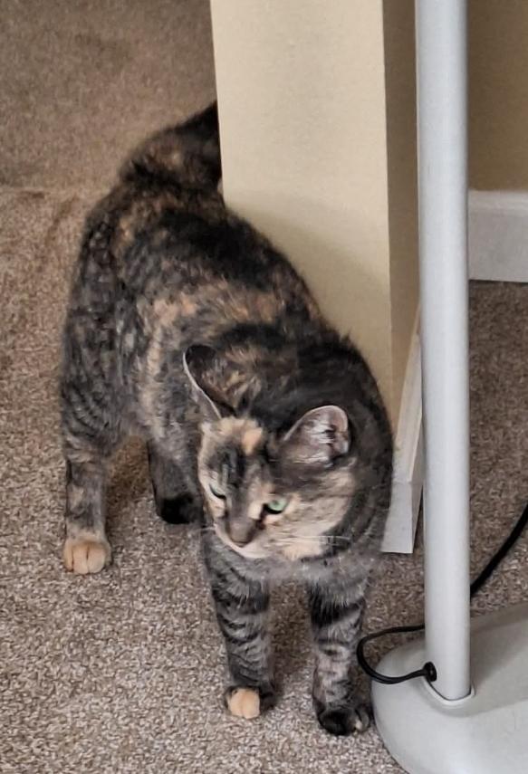 Enlarge Daisy , a ADOPTABLE Calico in Granite Falls, NC image 6/6