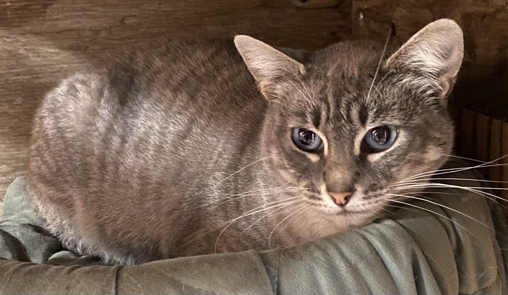 Tranquil, ADOPTABLE, Young Female Siamese.
