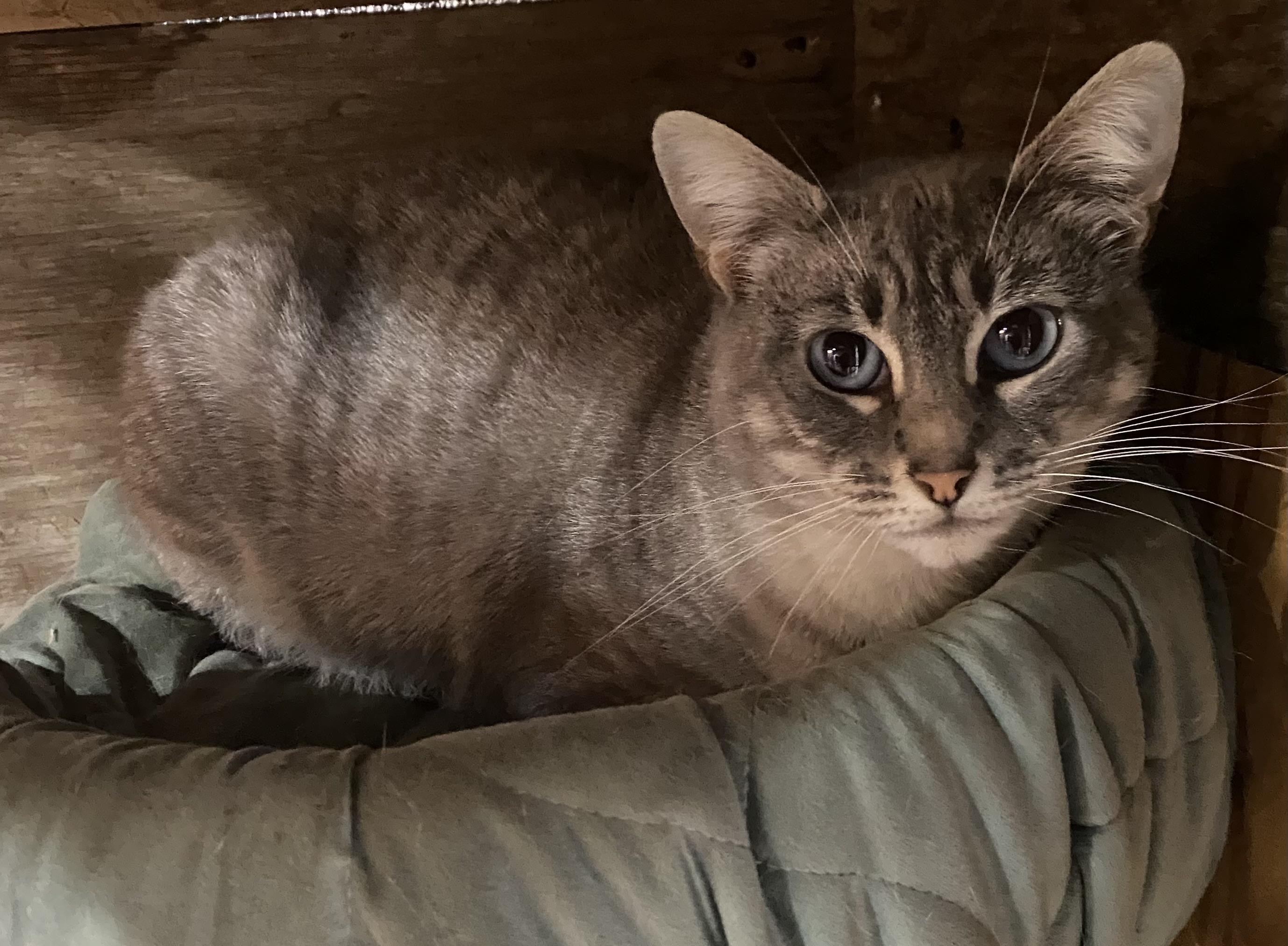 Tranquil, a ADOPTABLE mixed breed in Stanwood, WA image 3/3
