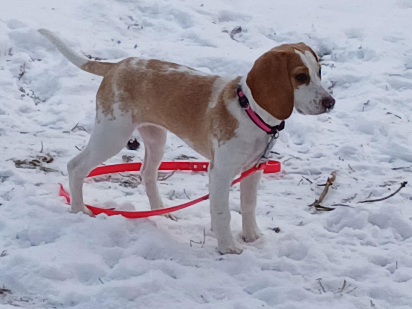 Enlarge DAISY MAE, a Adoptable Beagle in Amherst, OH image 1/3