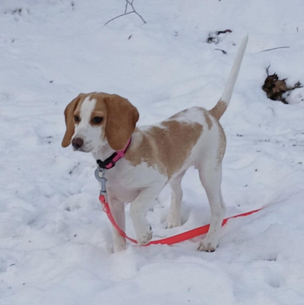 Enlarge DAISY MAE, a Adoptable Beagle in Amherst, OH image 2/3