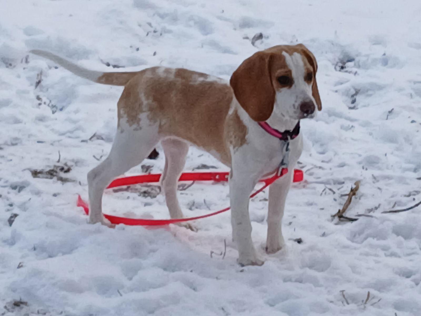 Enlarge DAISY MAE, a Adoptable Beagle in Amherst, OH image 3/3
