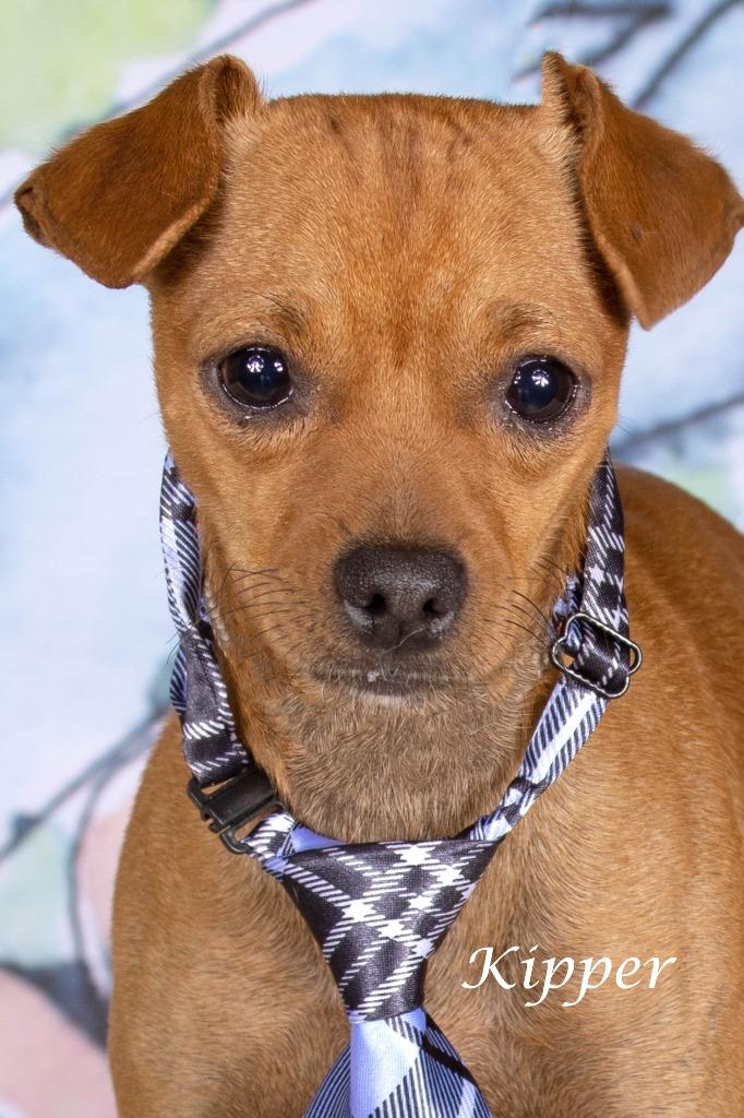 Kipper, Adoptable, Young Male Chihuahua & Shepherd.