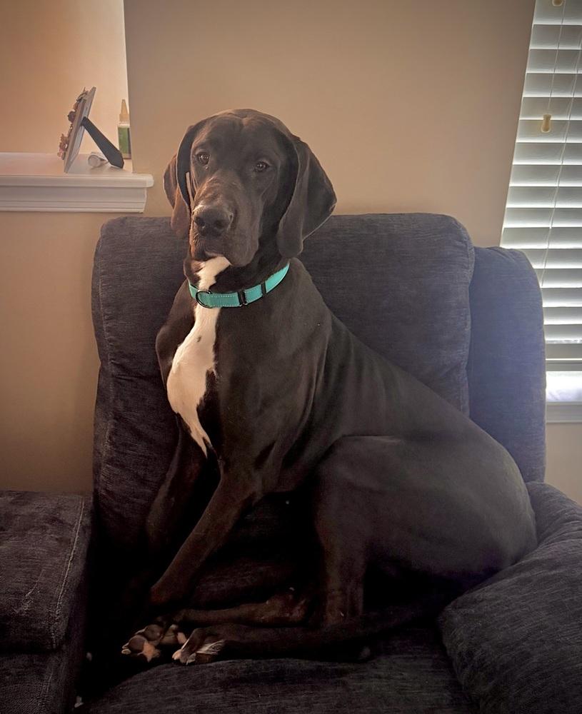 Baka, a Adoptable Great Dane in Amherst, NY image 1/2