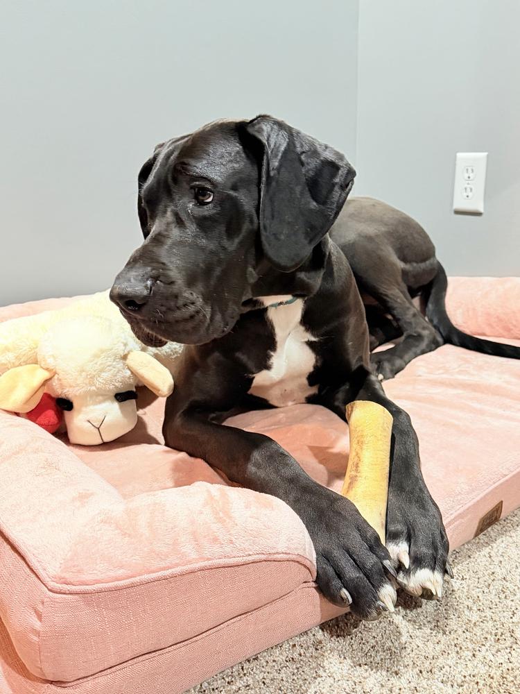 Baka, a Adoptable Great Dane in Amherst, NY image 2/2