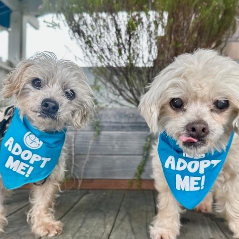 Tarzan, a Adoptable Poodle in Pacific Grove, CA image 1/4