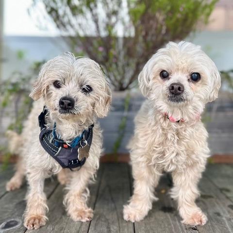 Tarzan, a Adoptable Poodle in Pacific Grove, CA image 2/4
