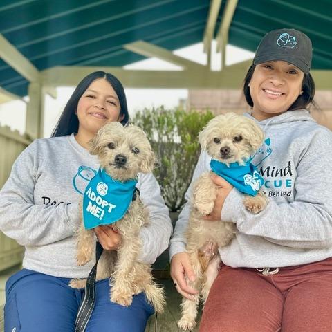 Tarzan, a Adoptable Poodle in Pacific Grove, CA image 3/4