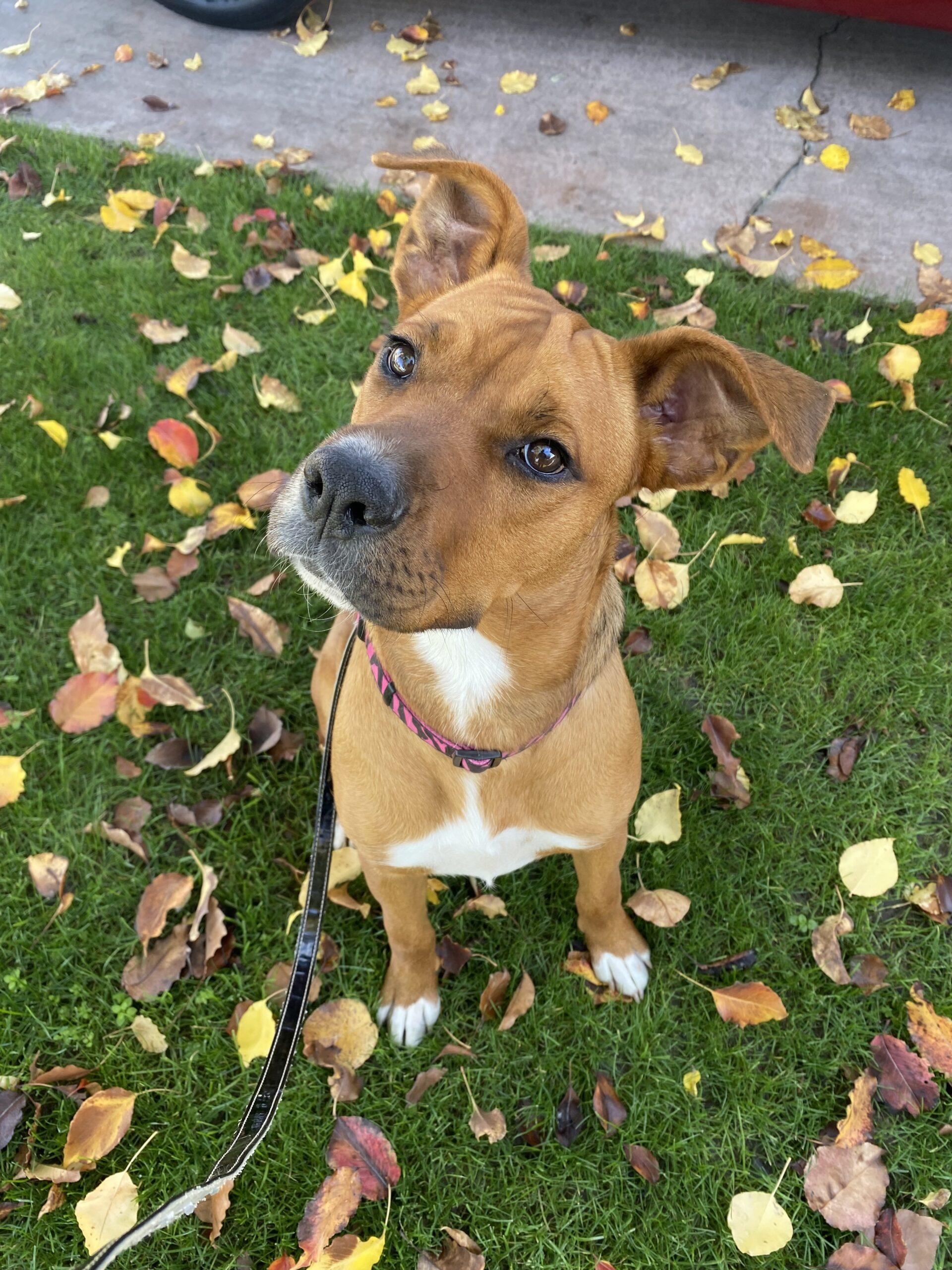 Enlarge Canela, a Adoptable mixed breed in Coachella, CA image 1/1